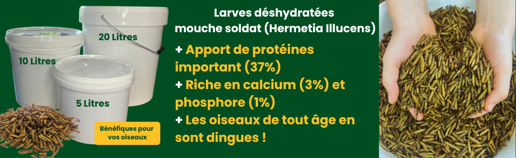 découvrez nos insectes déshydratés